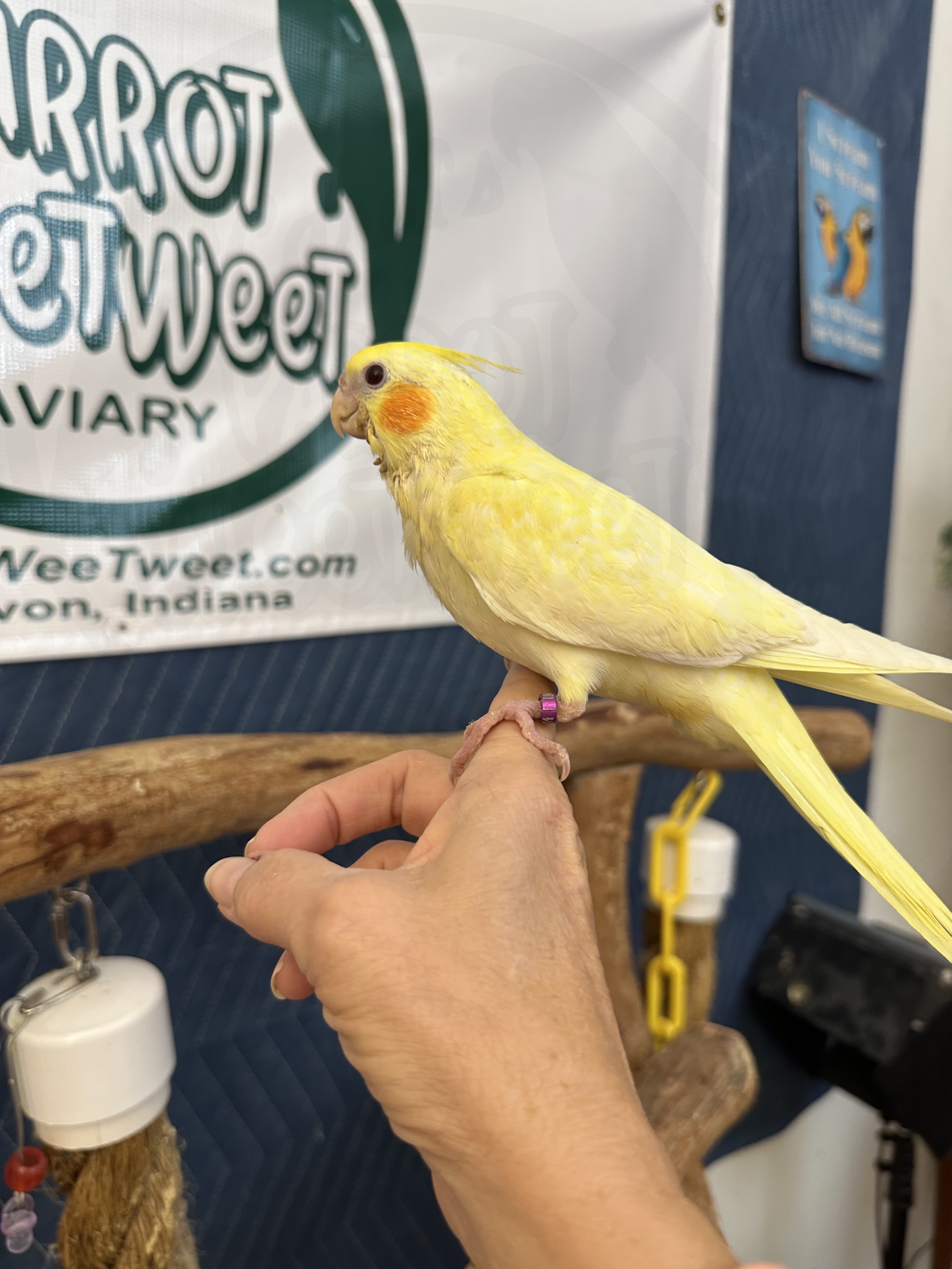 Cockatiel