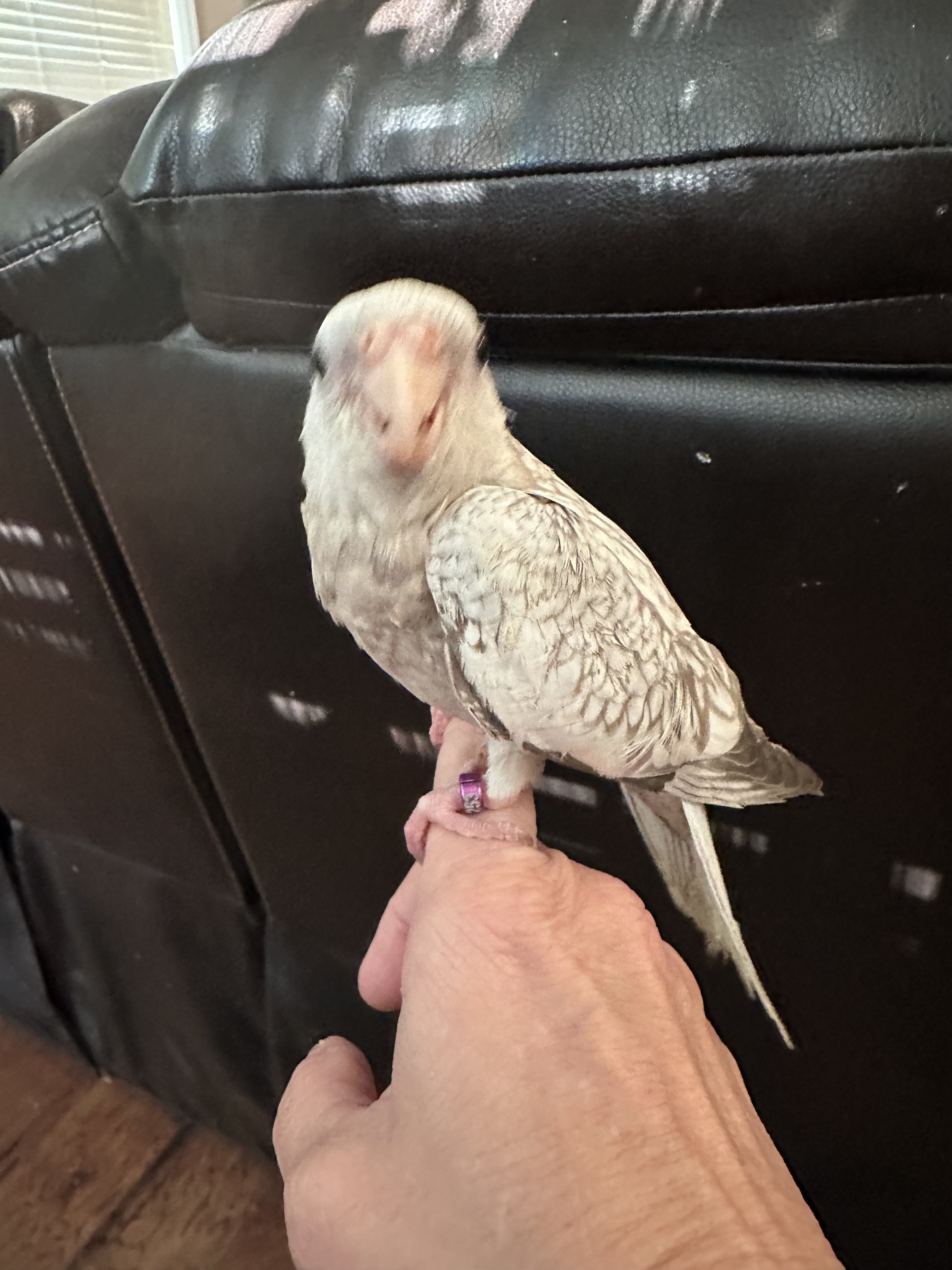 Cockatiel