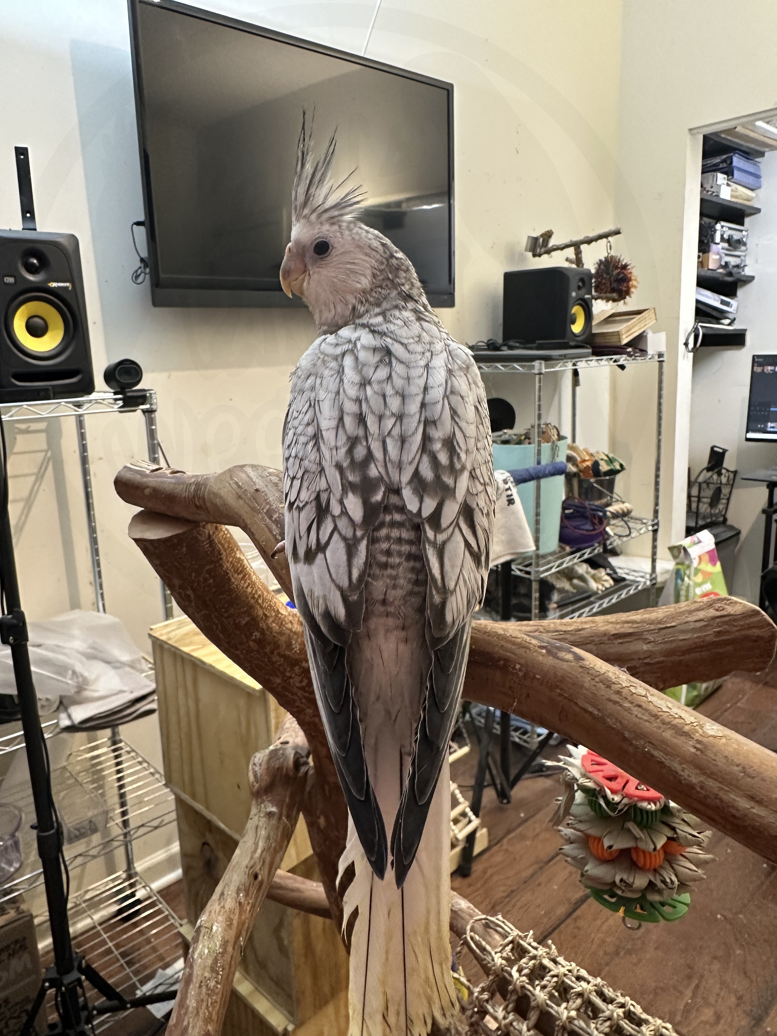 Cockatiel