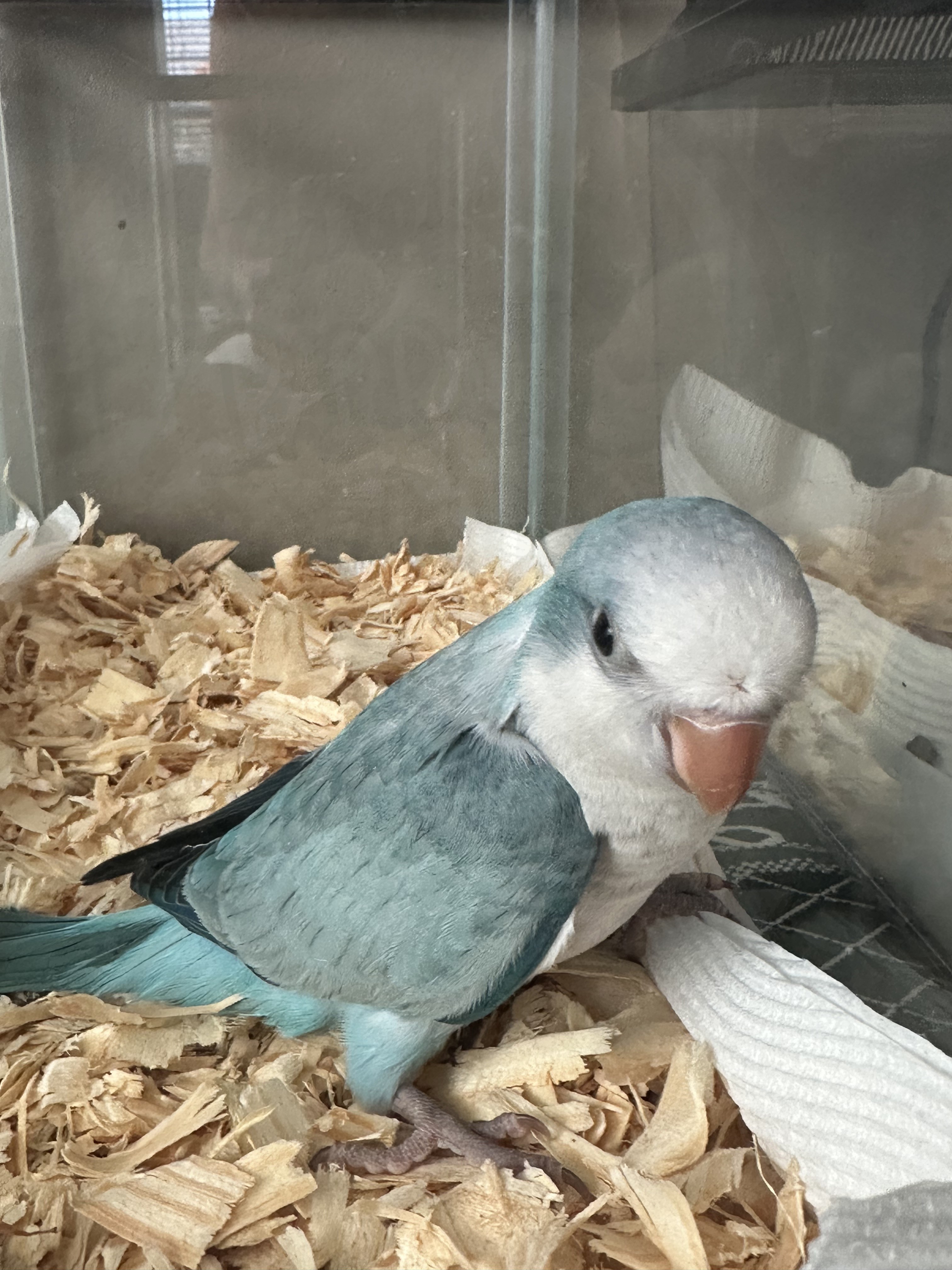 Quaker Parrot