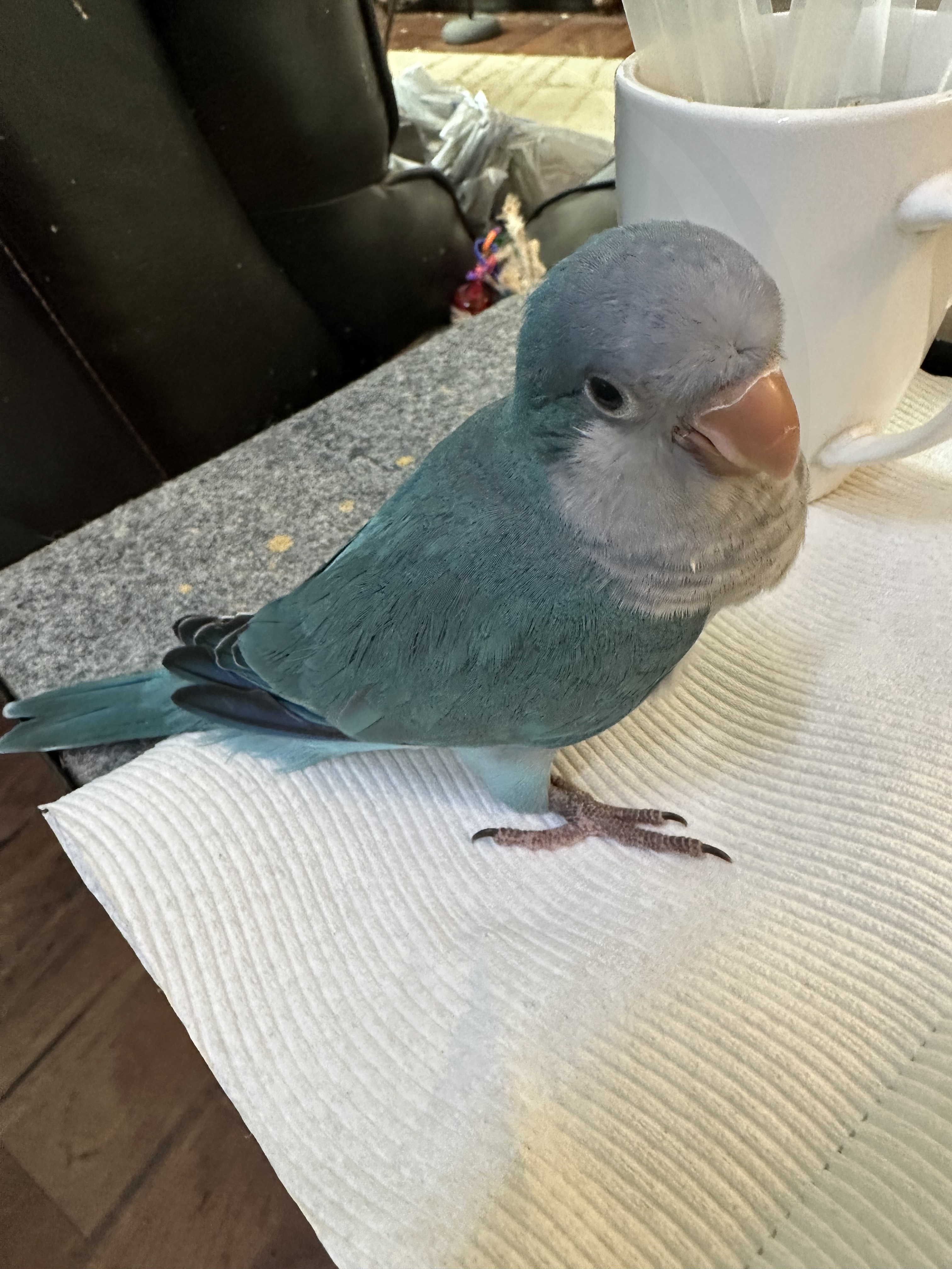 Quaker Parrot