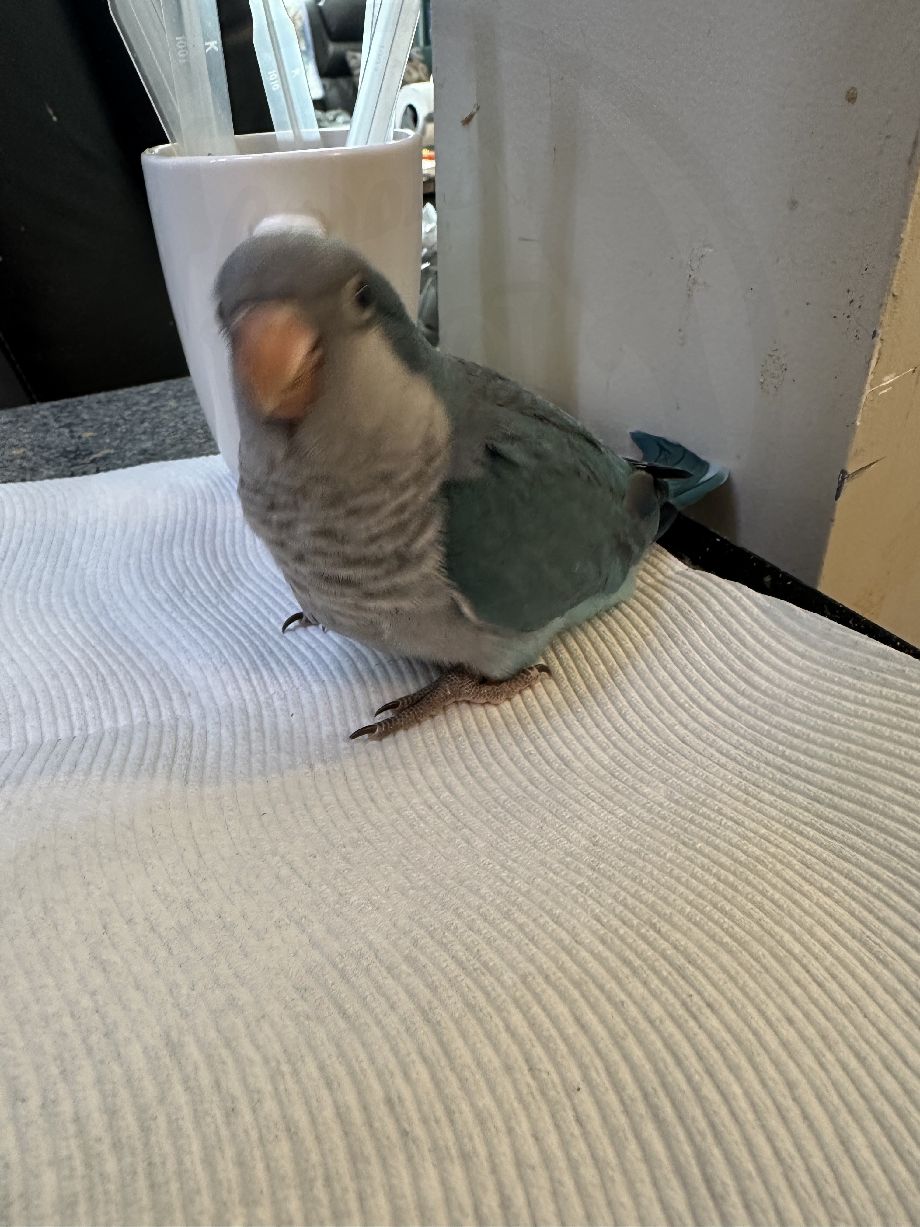 Quaker Parrot