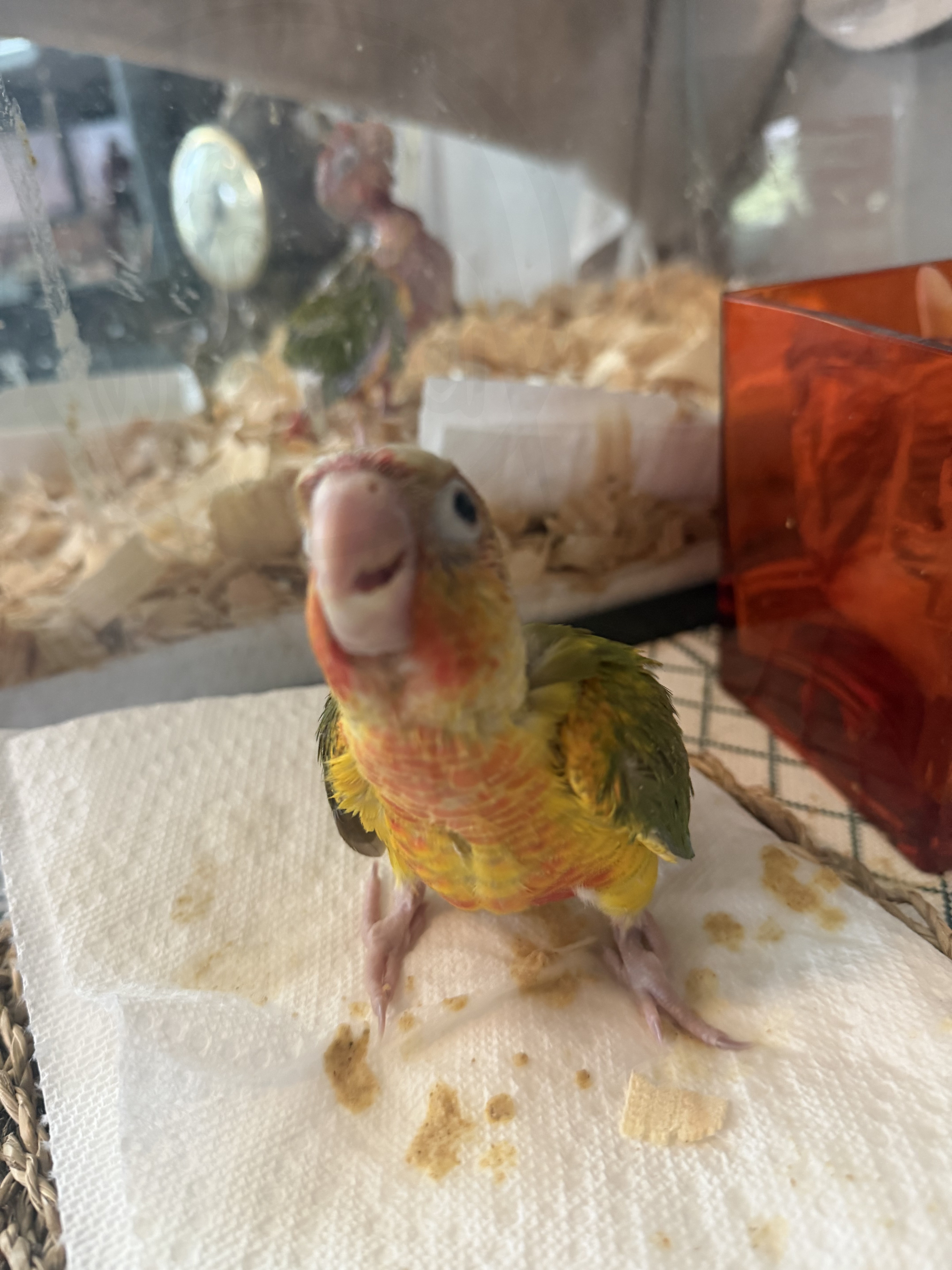 Green-Cheeked Conure