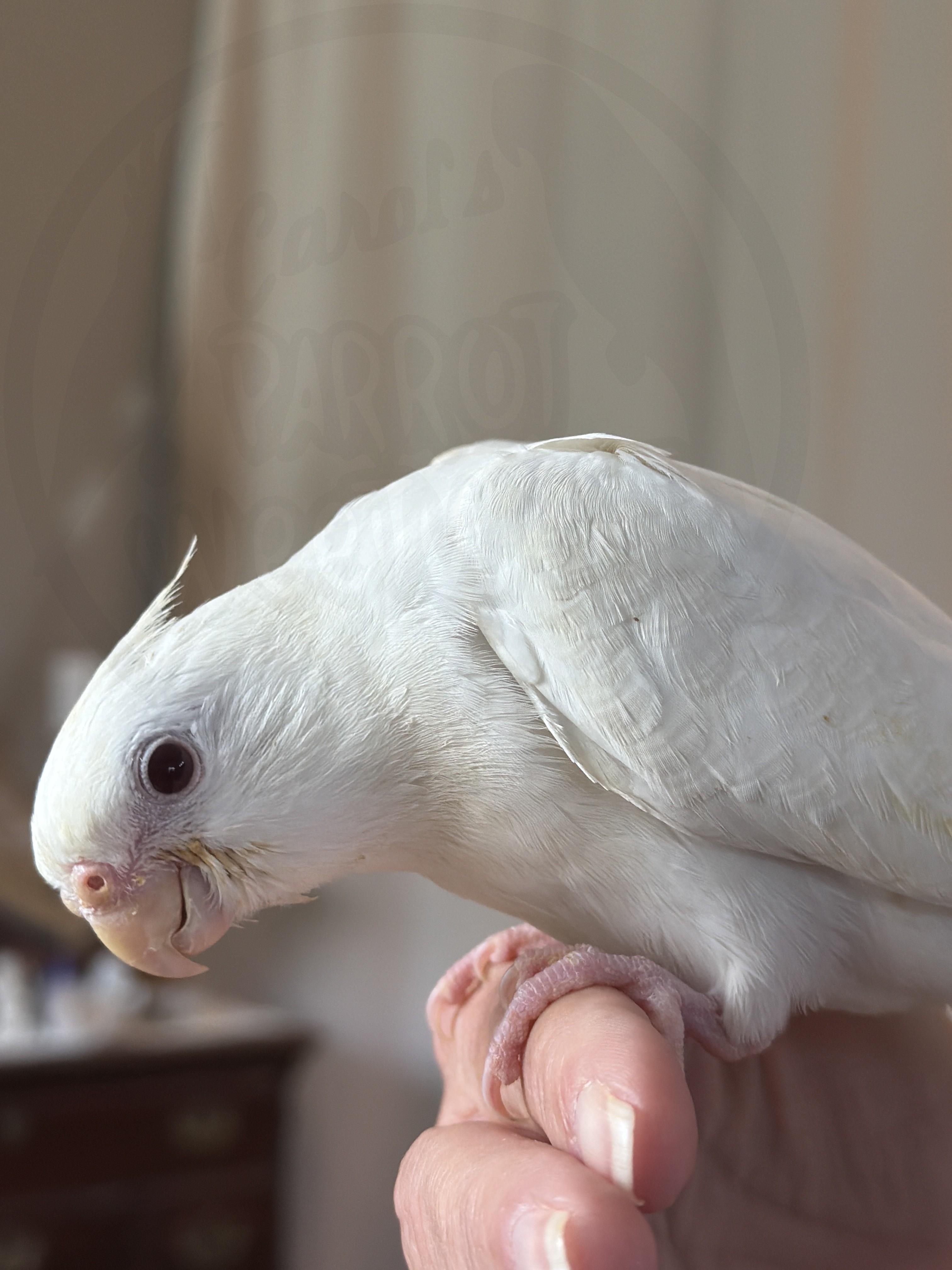 Cockatiel