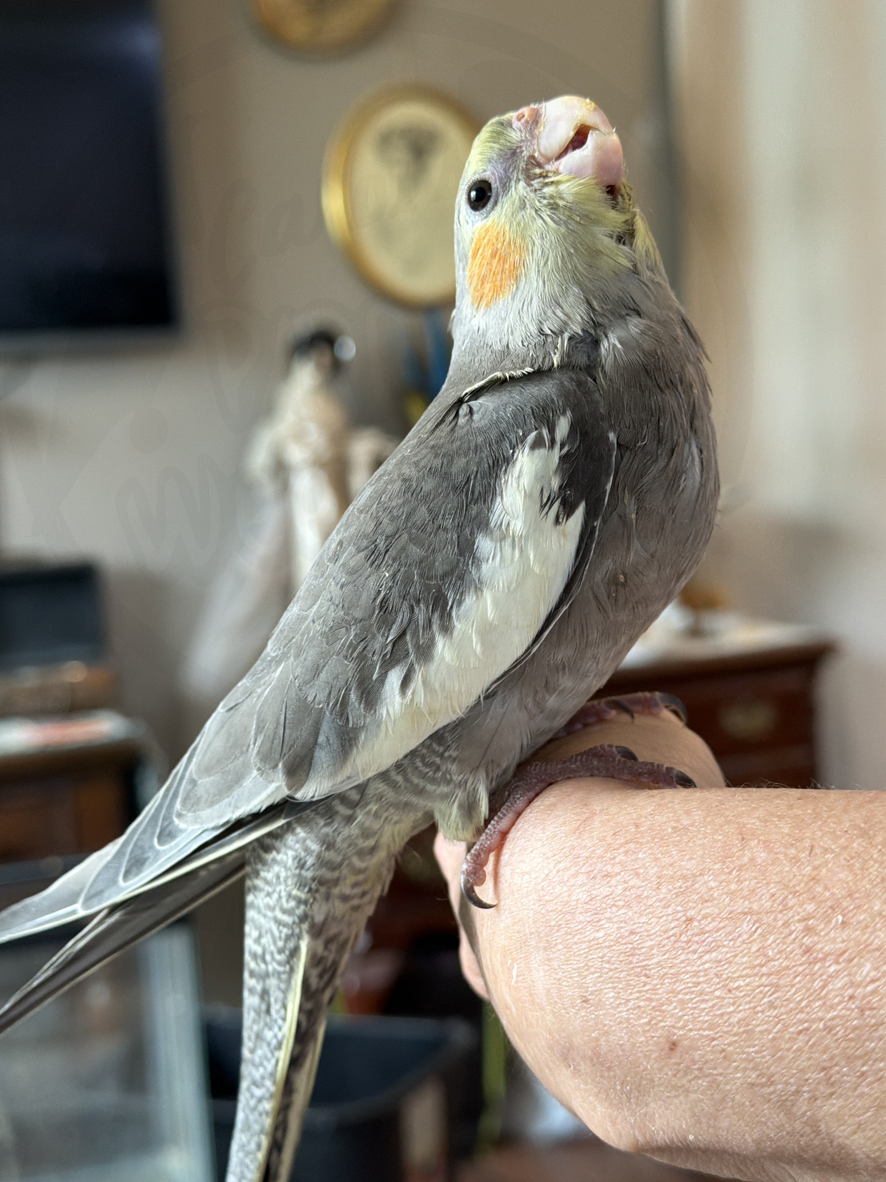 Cockatiel