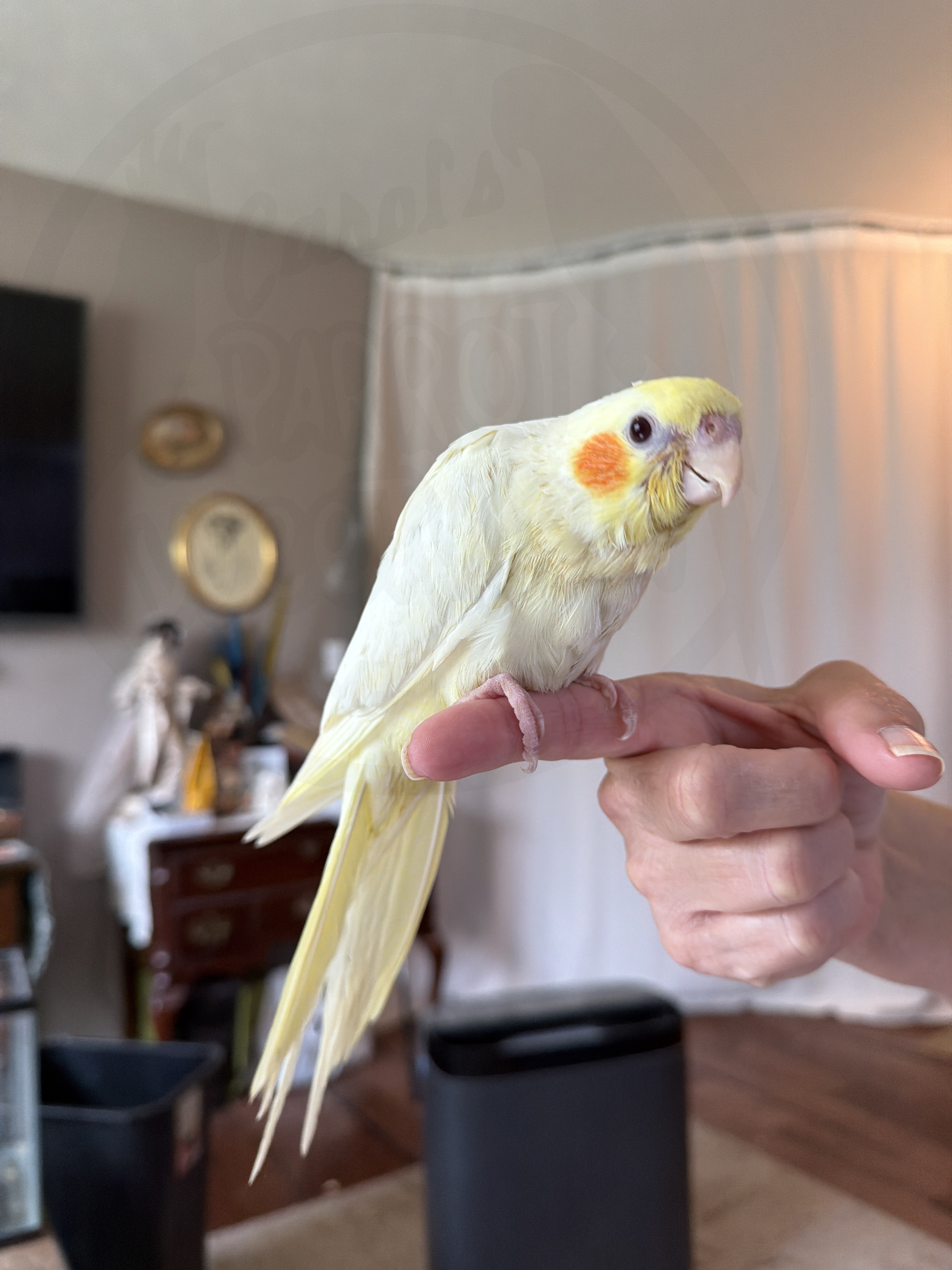 Cockatiel