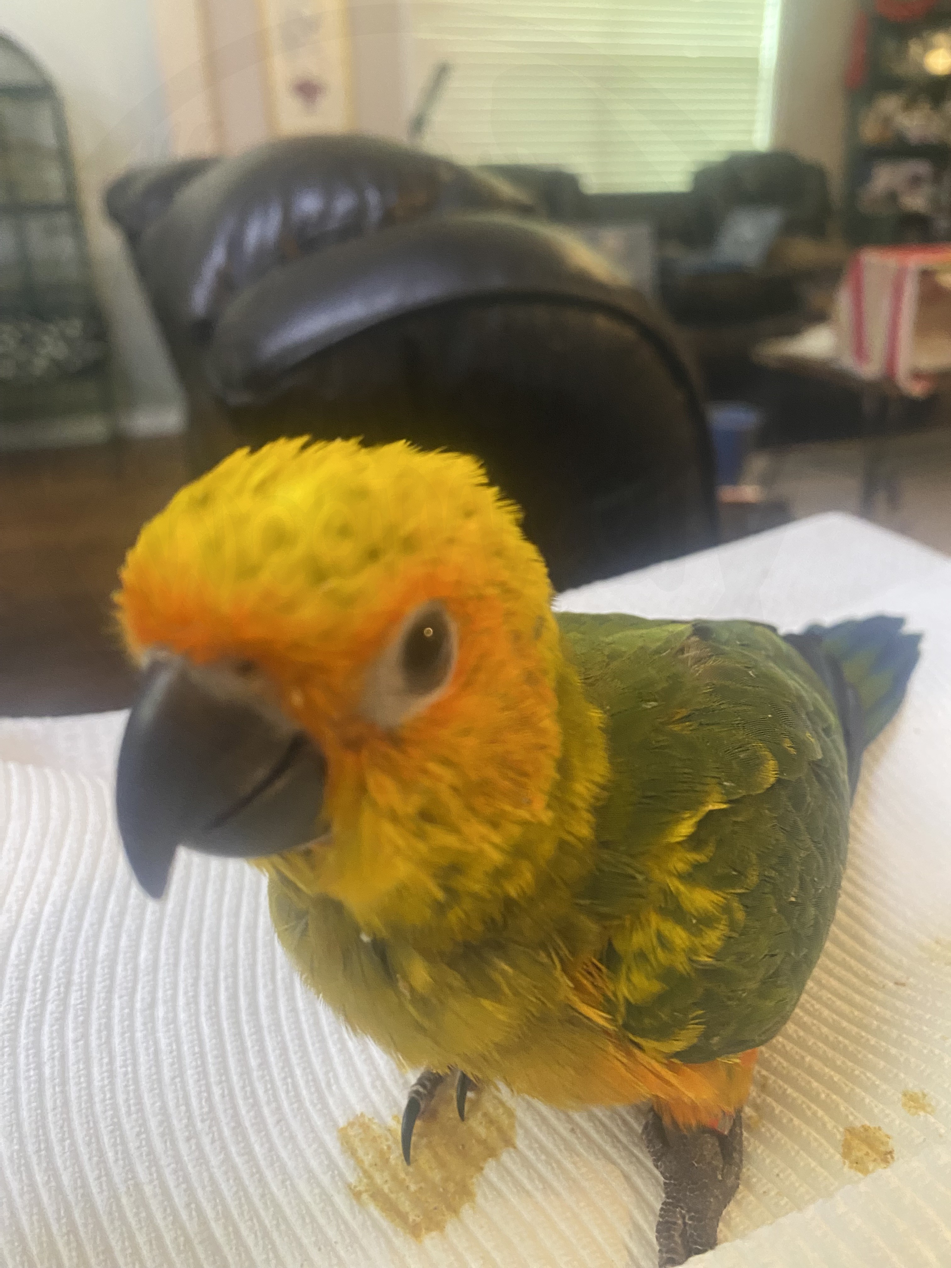 Sun Conure