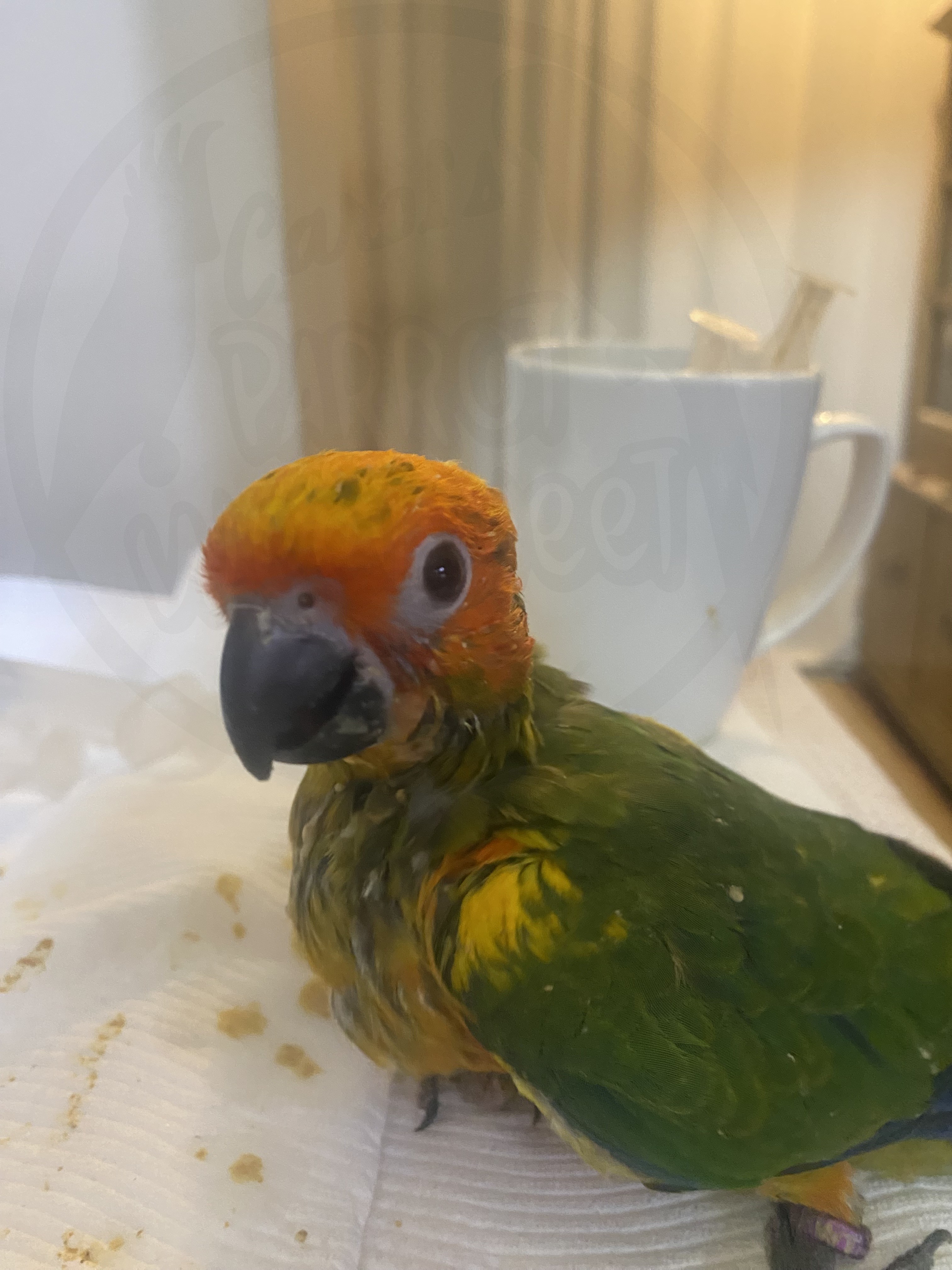 Sun Conure