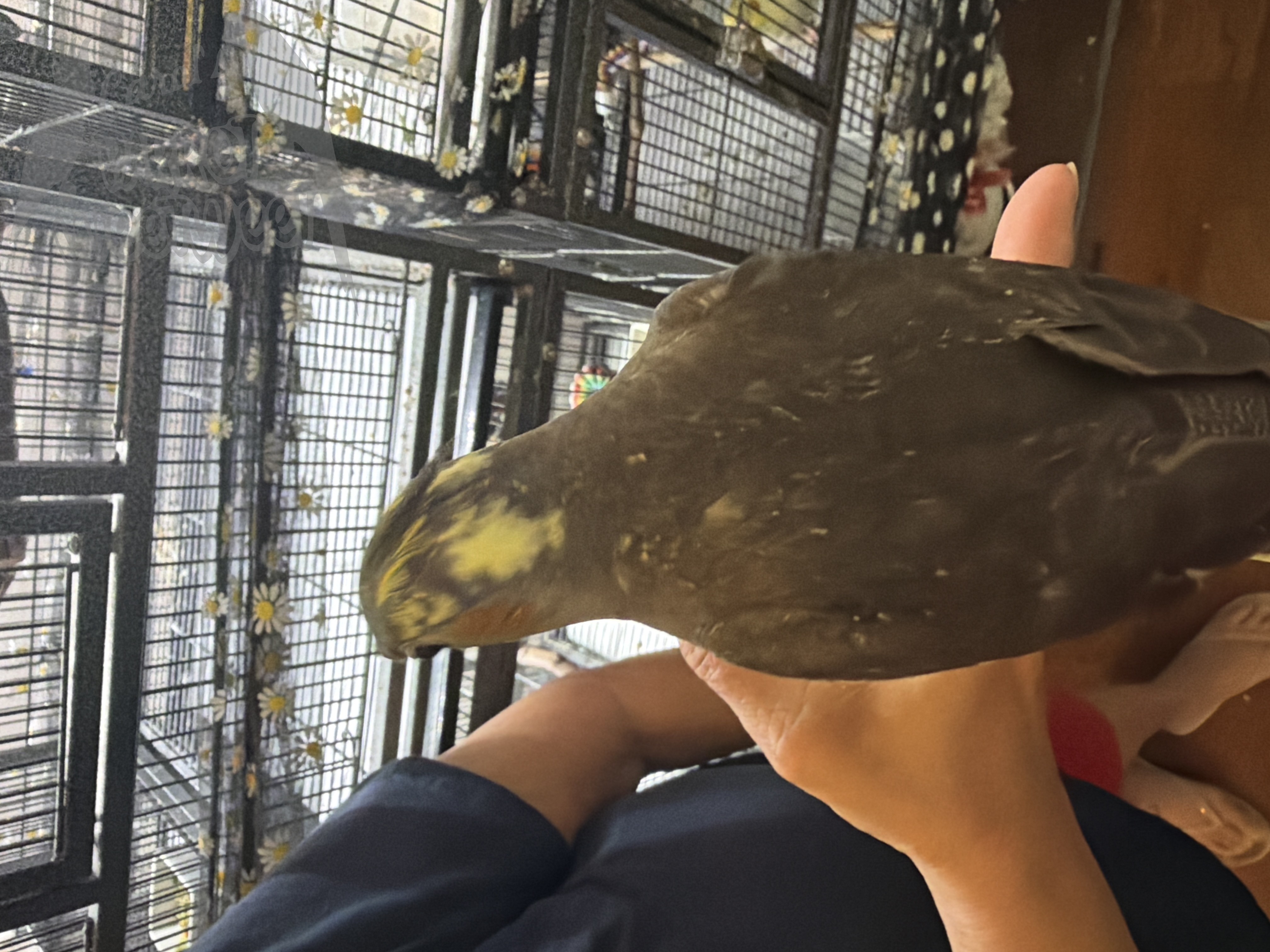 Cockatiel