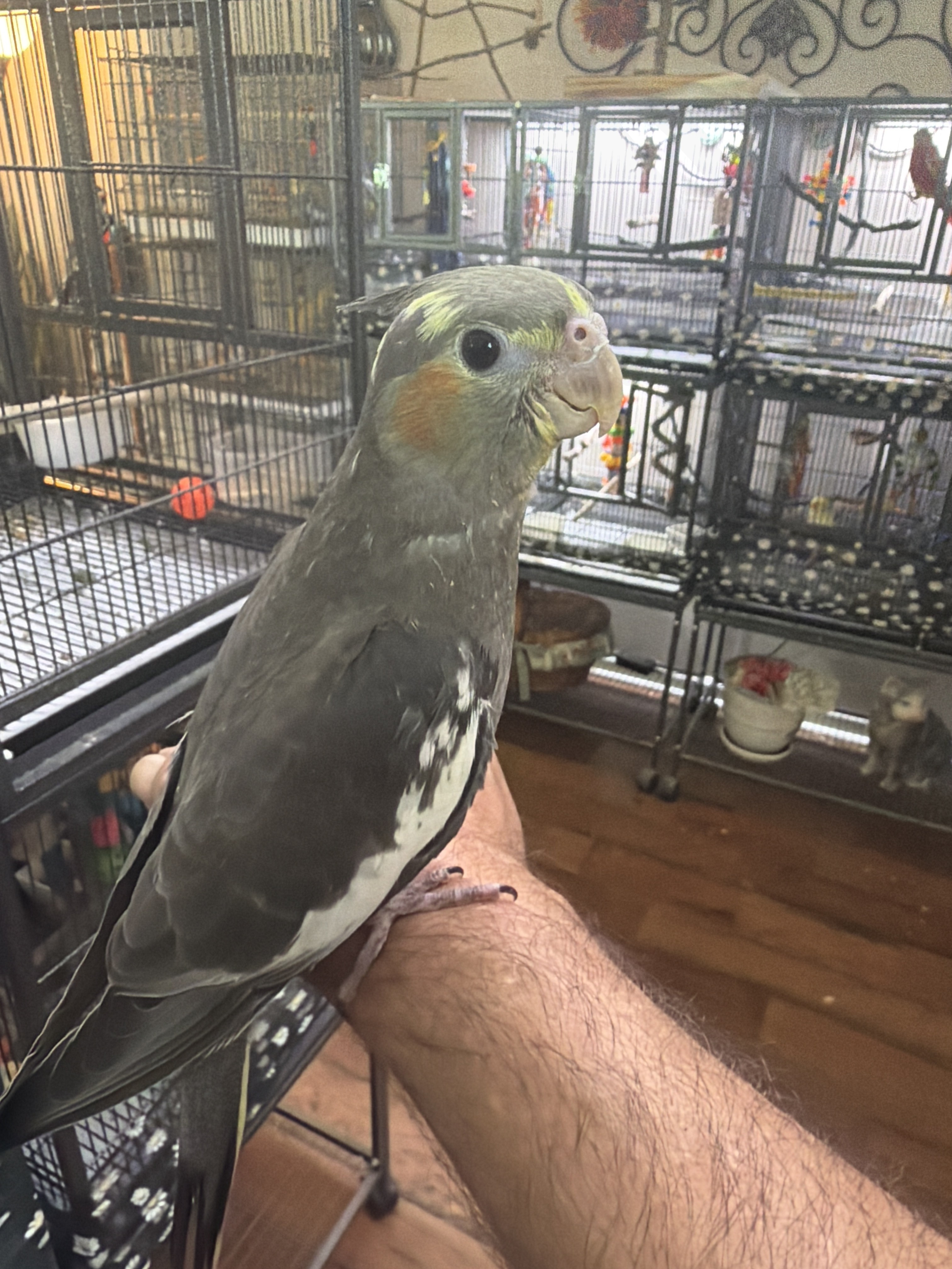 Cockatiel