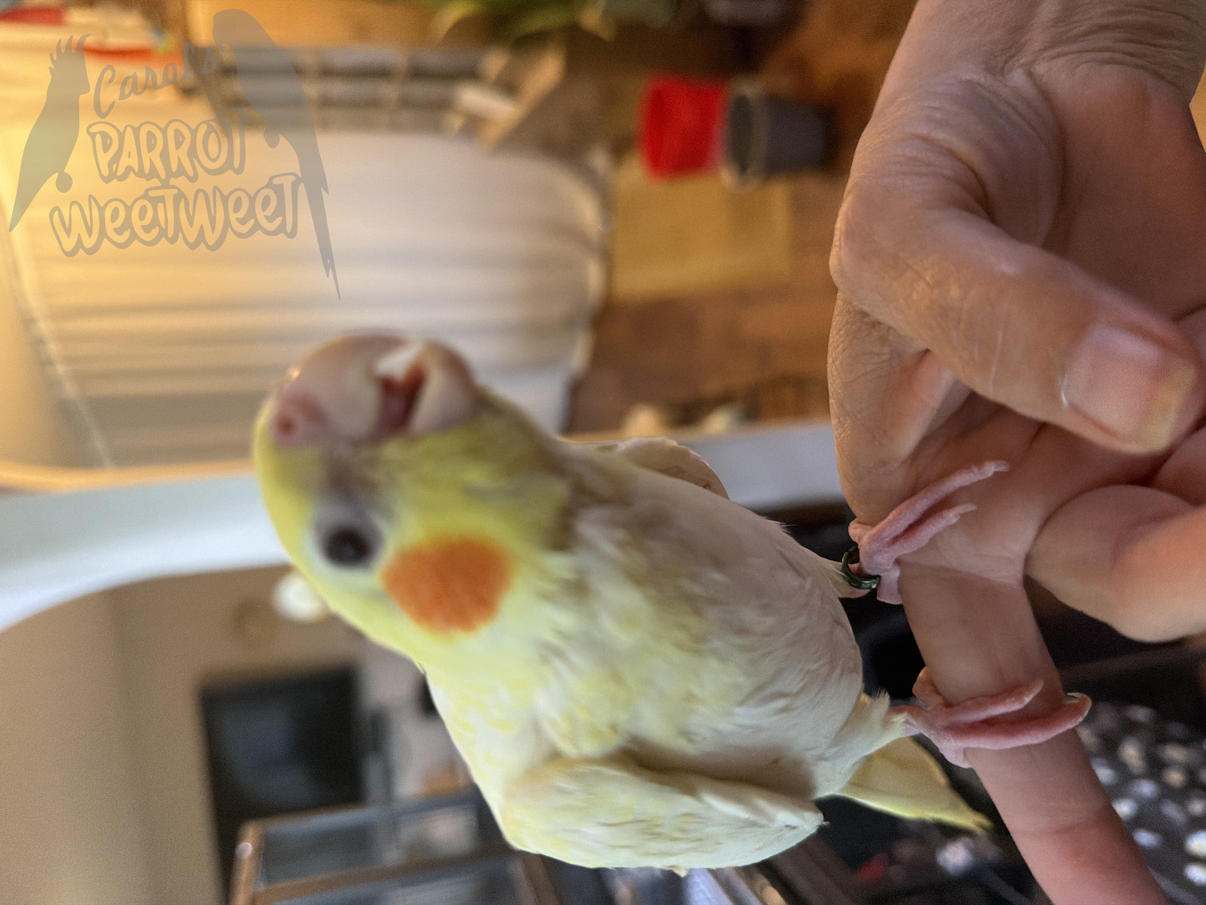 Cockatiel