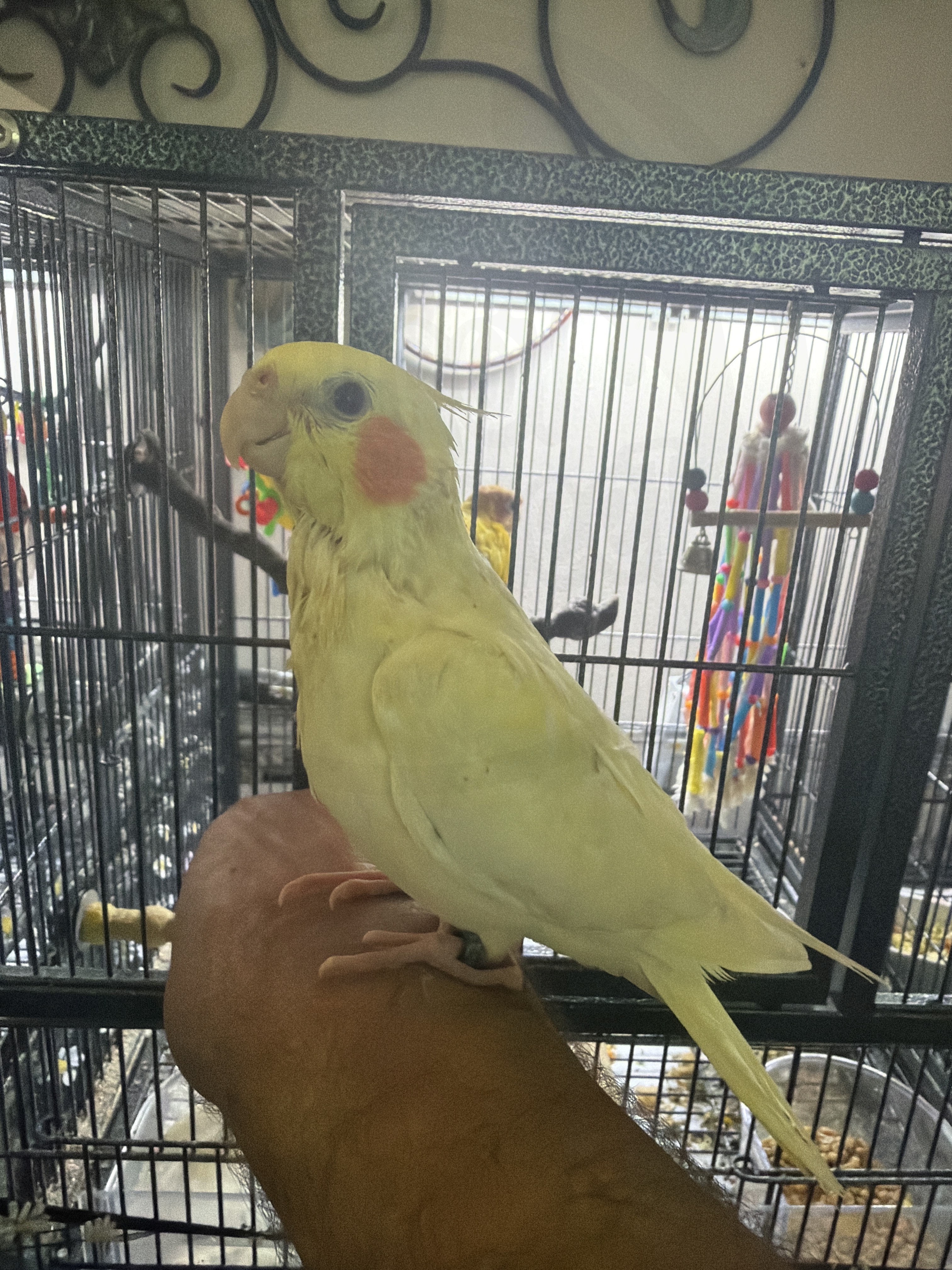 Cockatiel