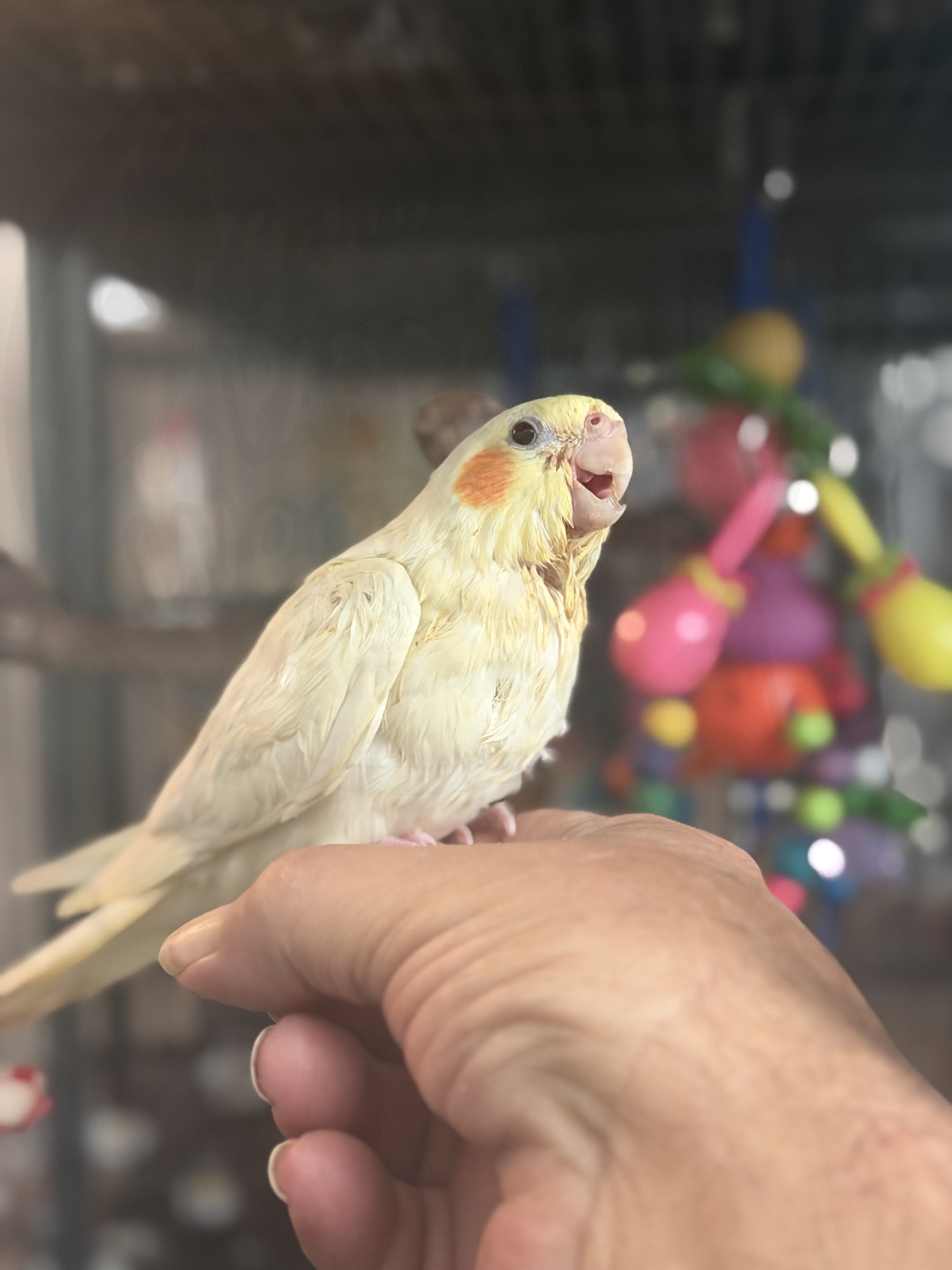 Cockatiel