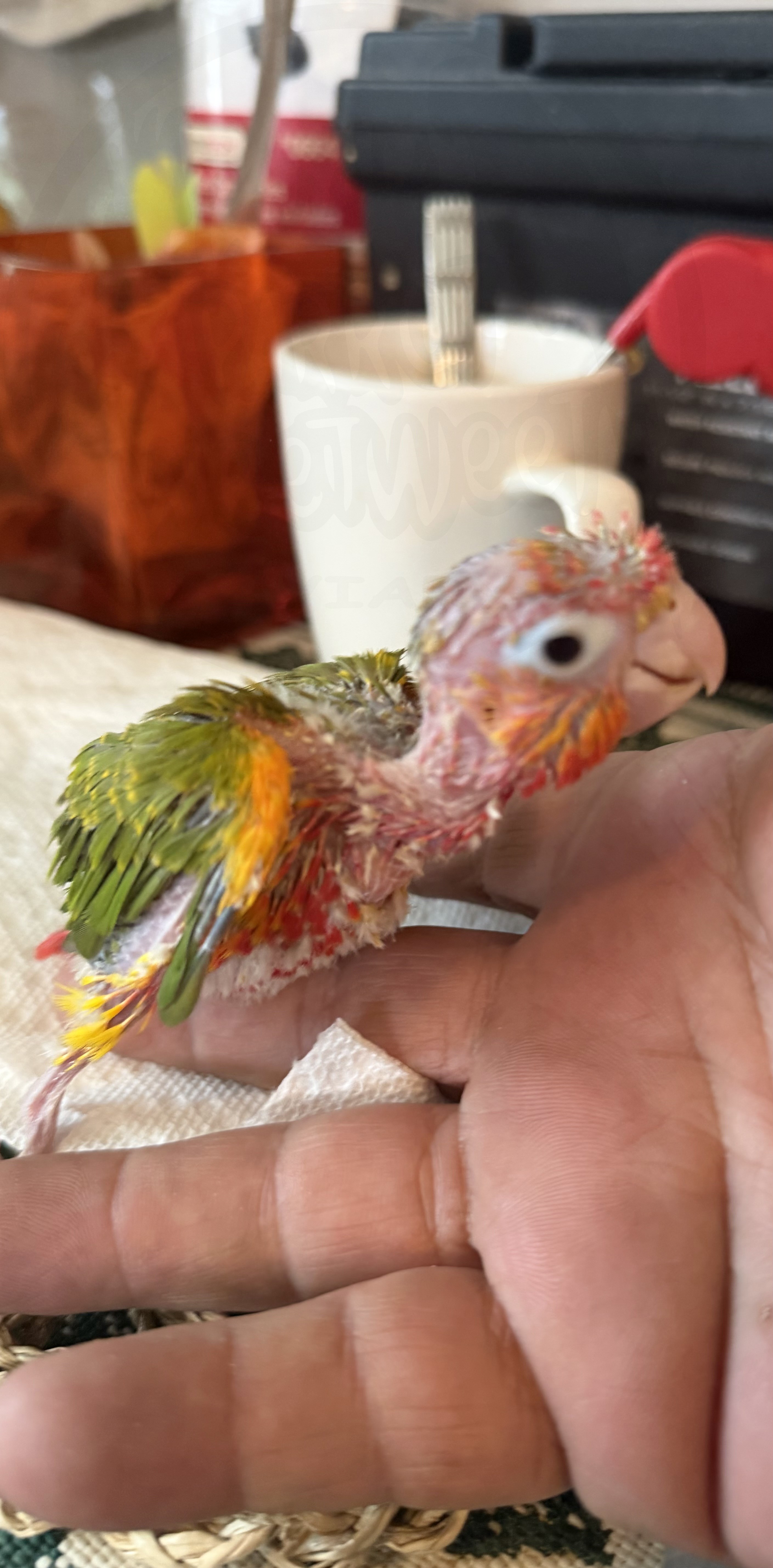 Green-Cheeked Conure