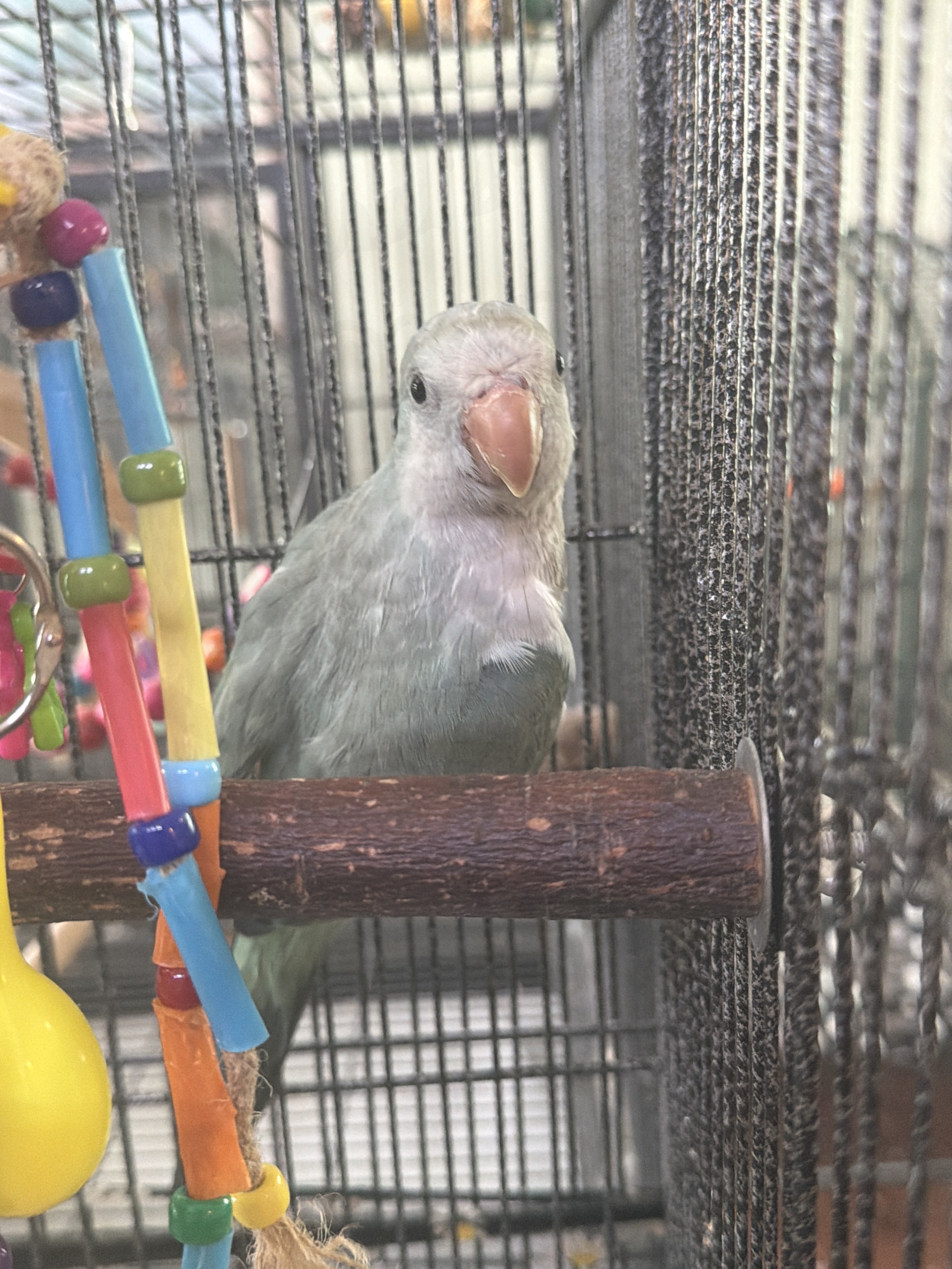 Quaker Parrot
