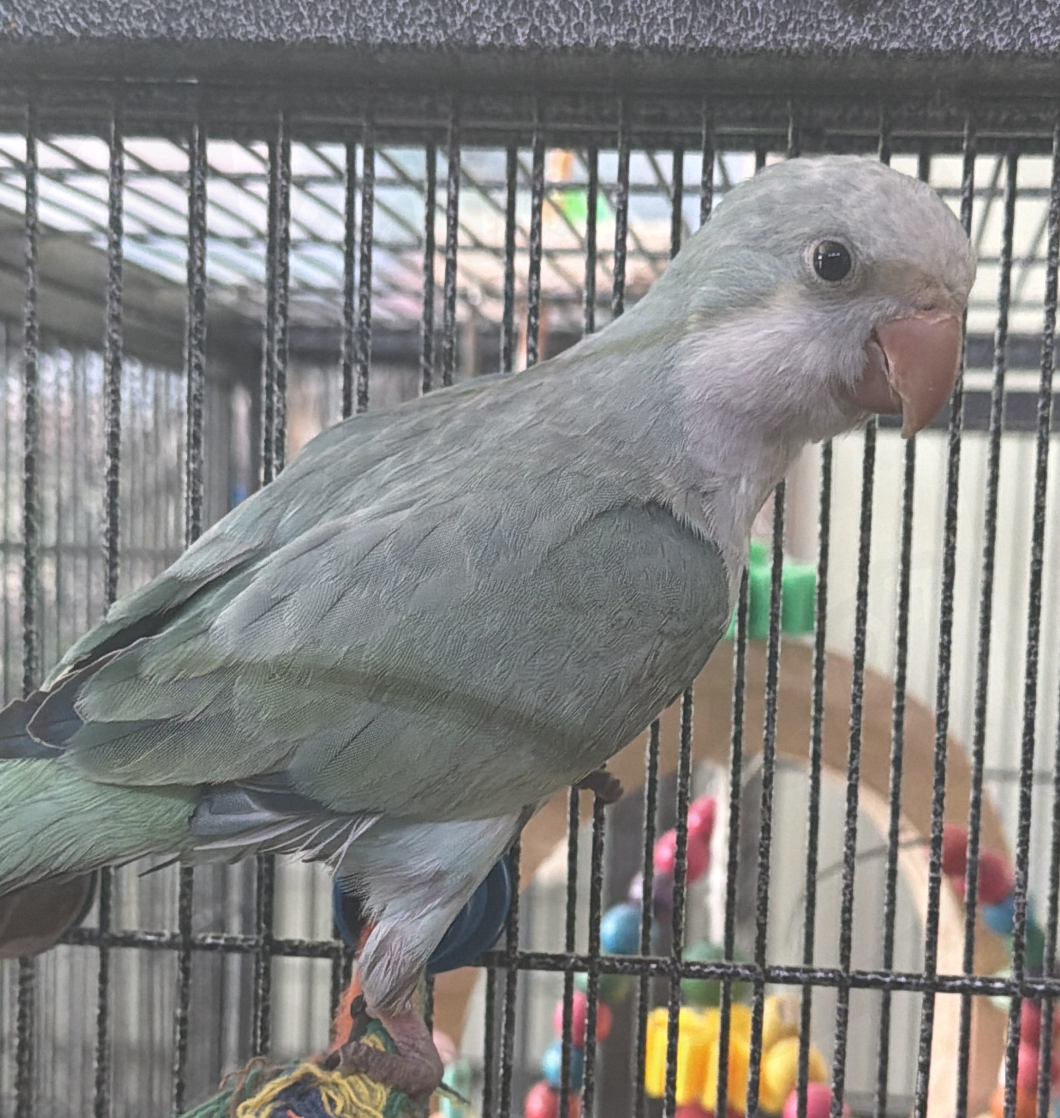Quaker Parrot