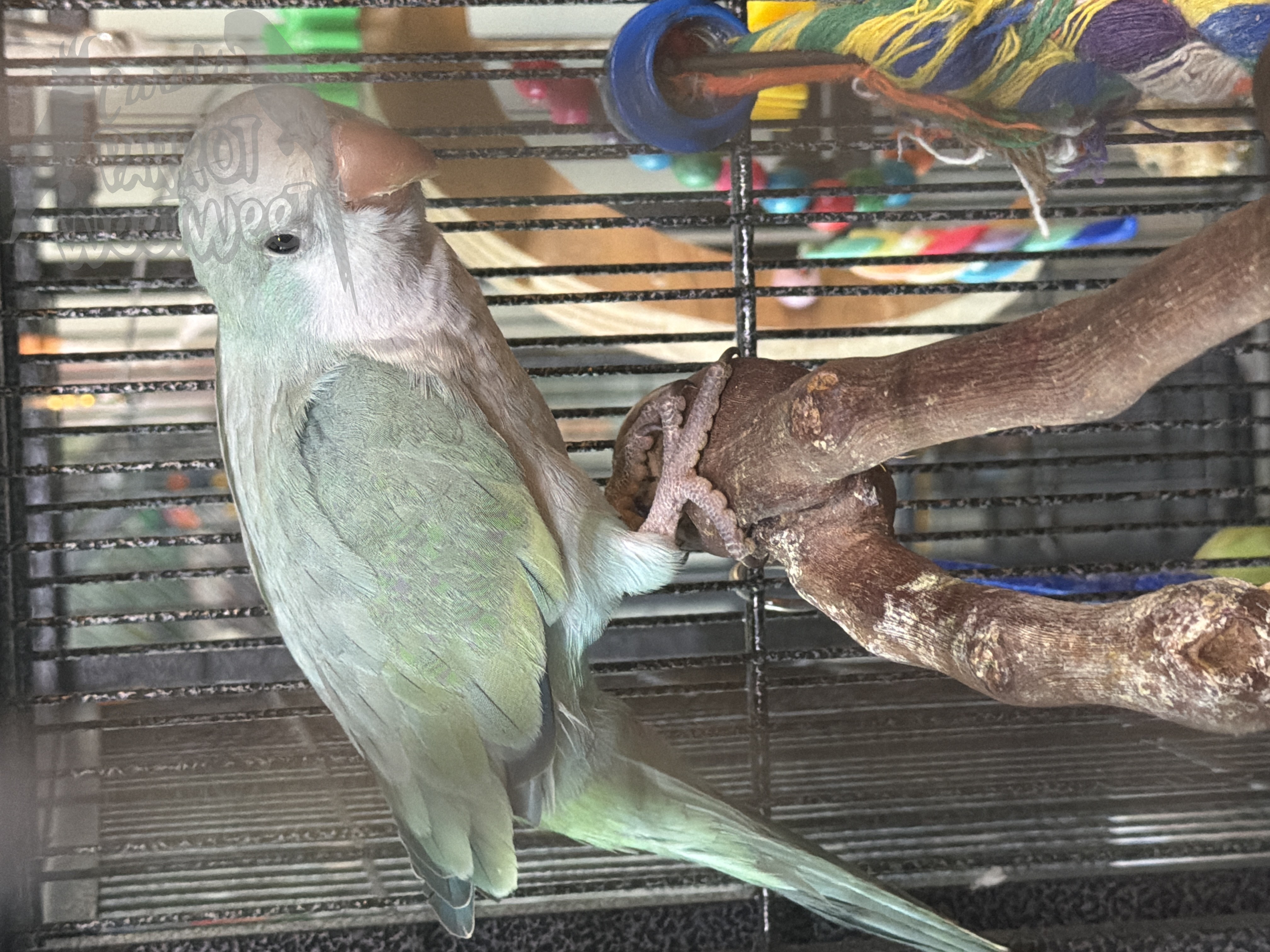 Quaker Parrot