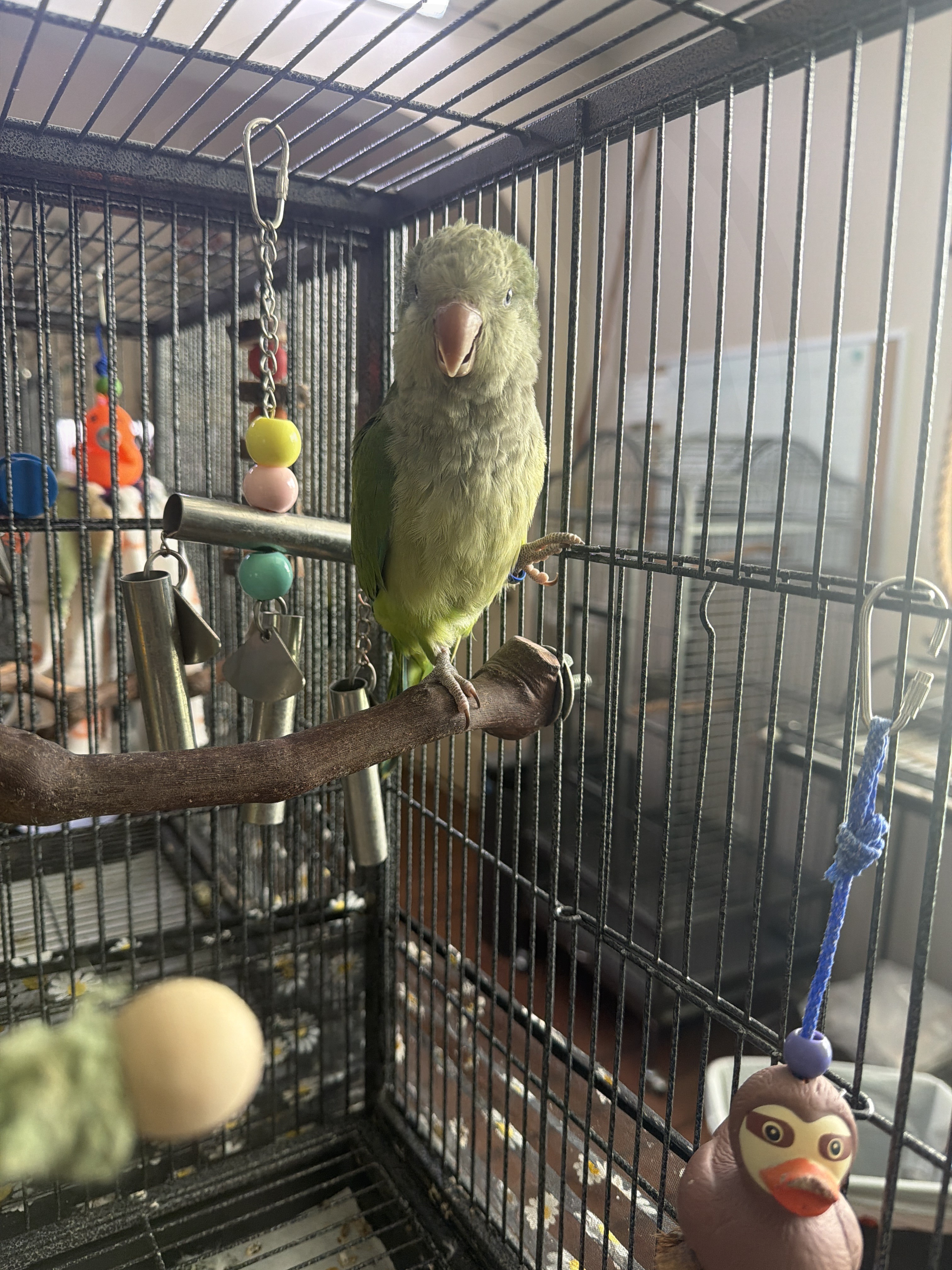 Quaker Parrot