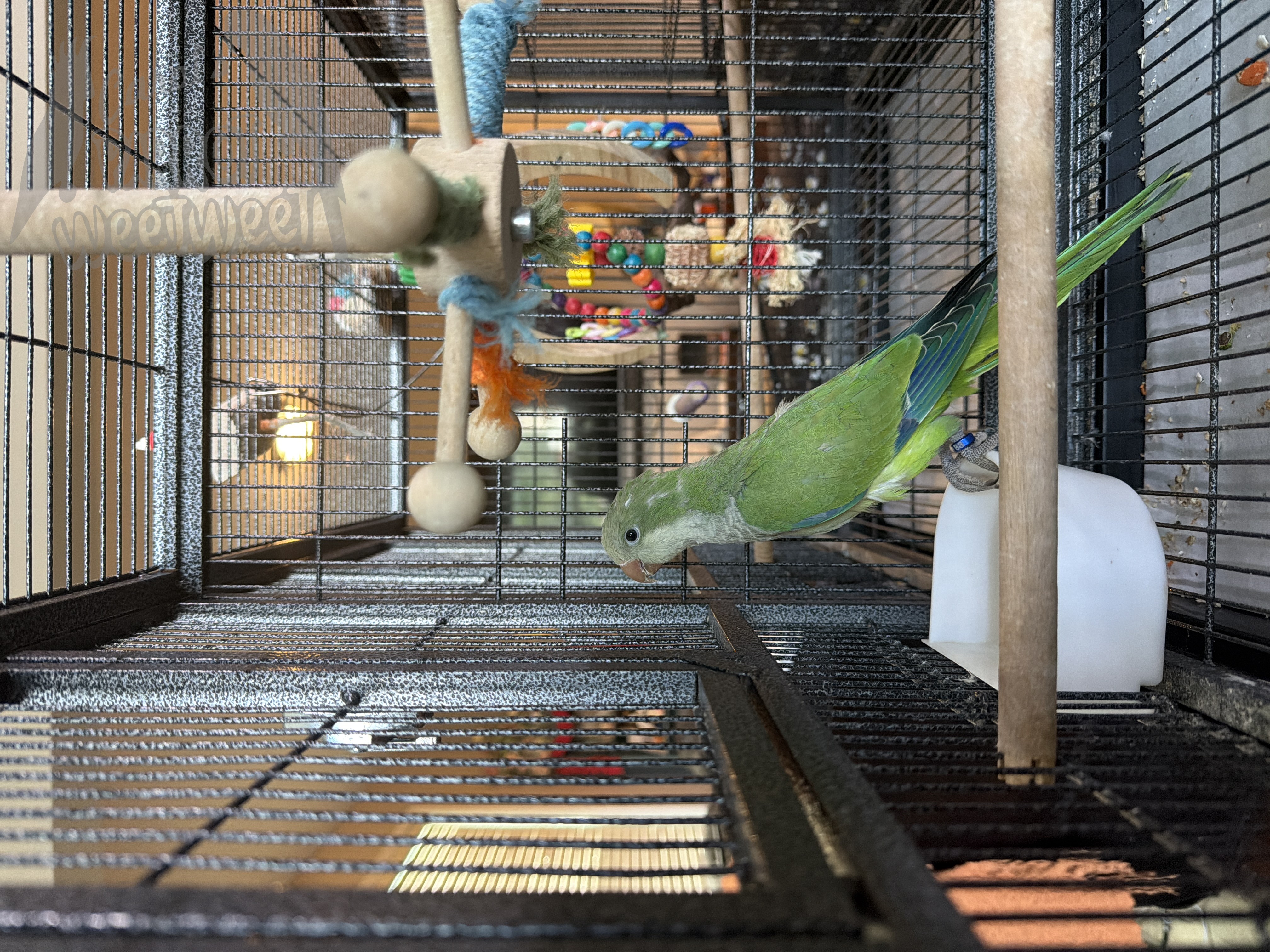 Quaker Parrot